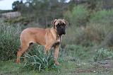 CANE CORSO 167